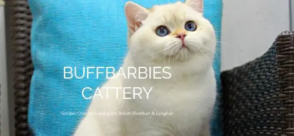 BuffBarbies Cattery