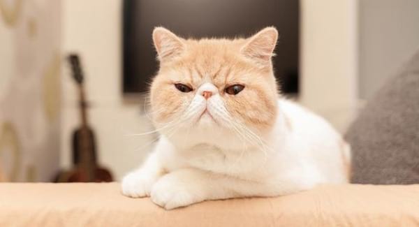 Exotic Shorthair