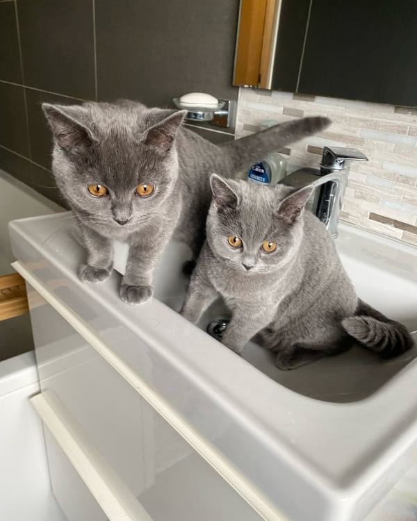 How Much Does A British Shorthair Cost The Definitive 22 Guide