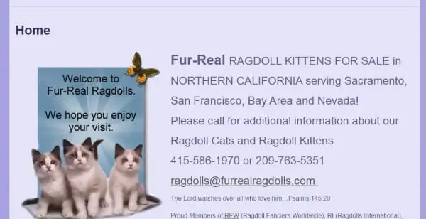 Fur-Real Ragdolls