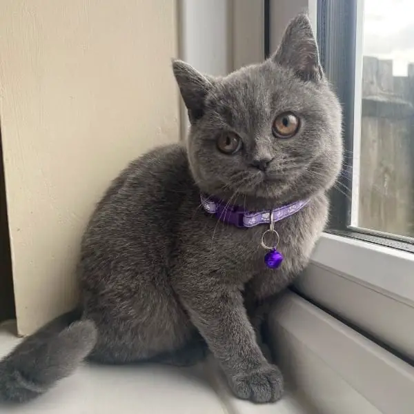 List of British Shorthair Care Suppliers and Costs