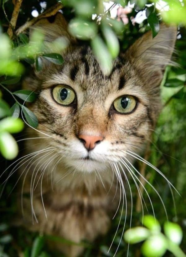 Mackerel Tabby: Fun Facts