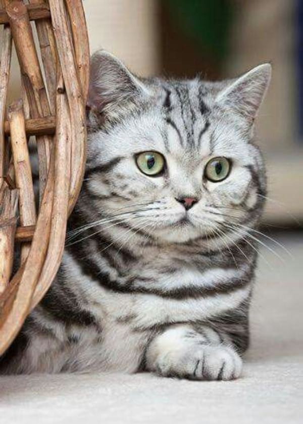 Mackerel Tabby Temperament