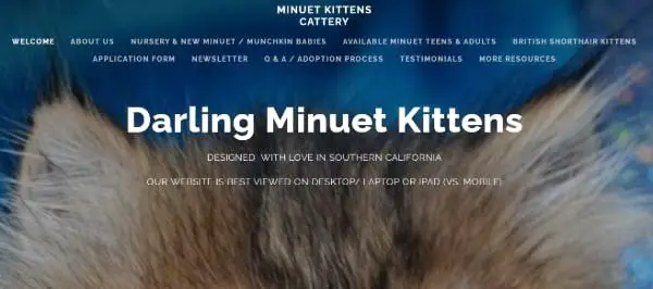 Minuet Kittens Cattery