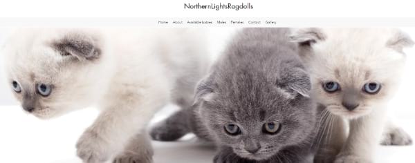 Northern Lights Ragdolls