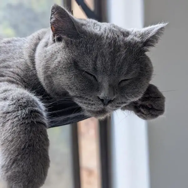 Owning a British Shorthair on a Budget