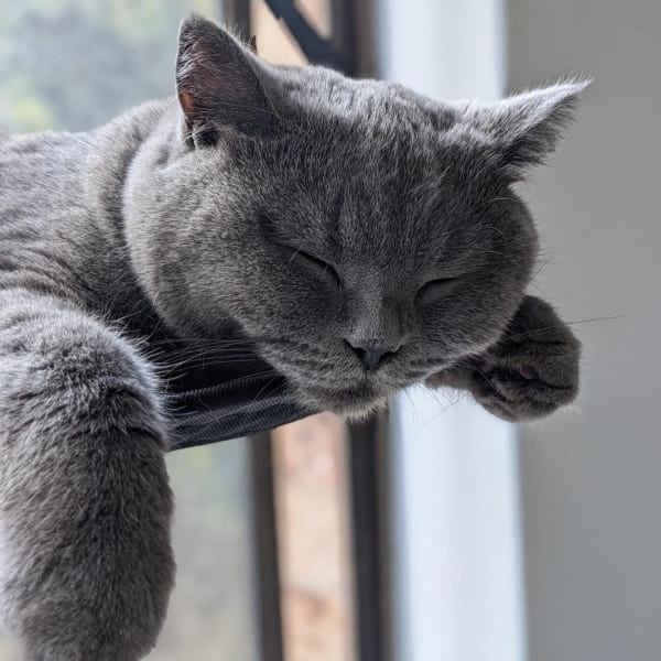 How Much Does A British Shorthair Cost The Definitive 22 Guide