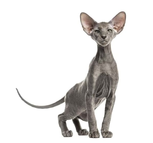 Peterbald Cat