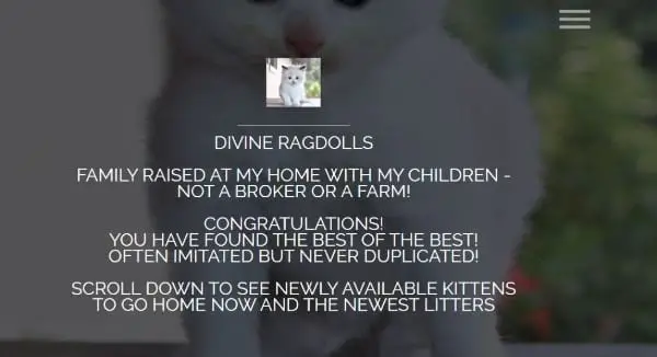 Ragdoll Kittens Divine