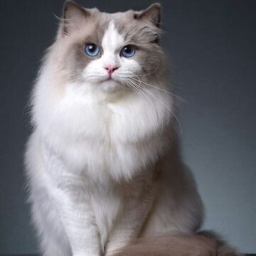 Ragdoll Kittens for Sale in Florida