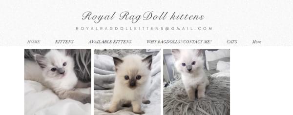 Royal Ragdoll Kittens
