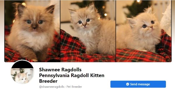 Shawnee Ragdolls