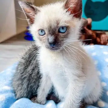Siamese Kittens for Sale in Texas
