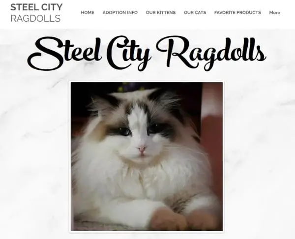 Steel City Ragdolls