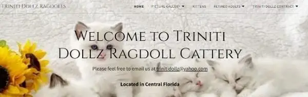 Triniti Dolls Ragdolls Cattery