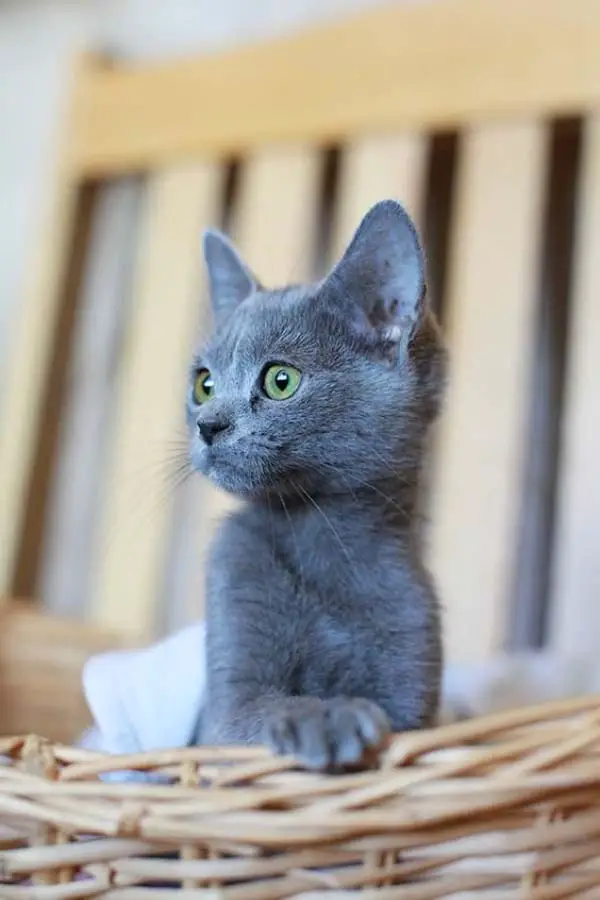 What is the breed of a GREY cat?