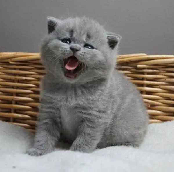 Why Do British Shorthair Cats Shed Fur?