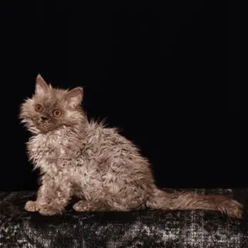 Adorable Curly-Haired Cat Breeds
