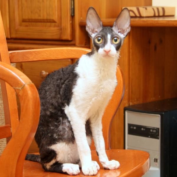 Cornish Rex