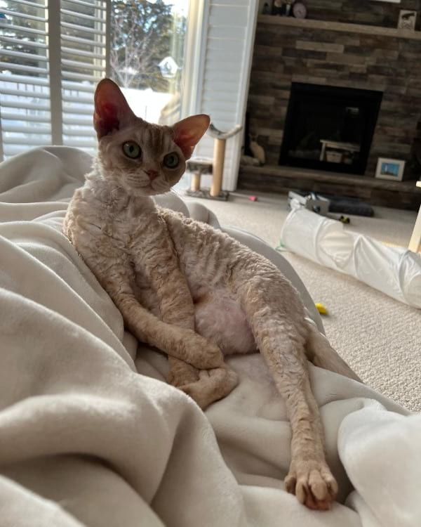 Devon Rex