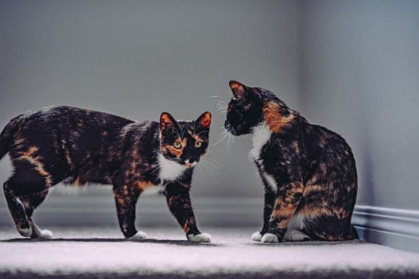 Fascinating Facts About Tortoiseshell Cats