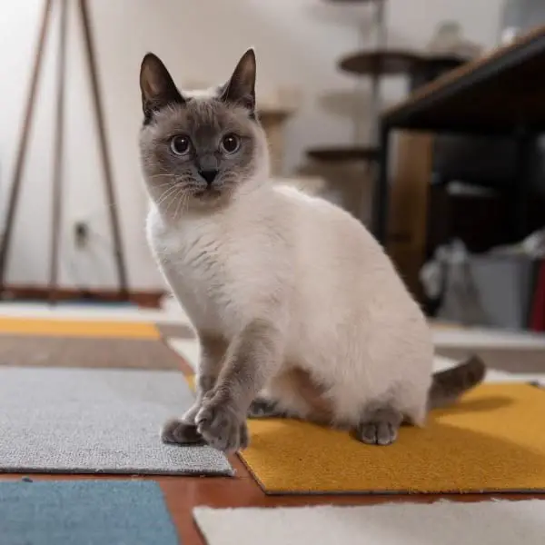 How Can I Get My Siamese Cat to Stop Meowing?