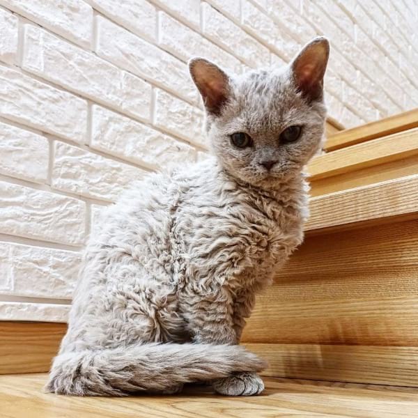 Selkirk Rex