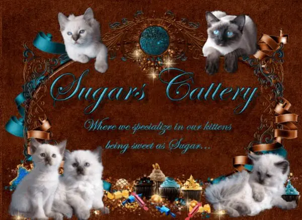 Sugars Cattery