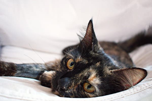 The History of Tortoiseshell Cats