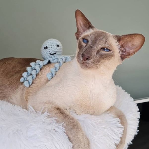 Why Are Siamese Cats So Owner-Friendly and Combative with Everyone Else?