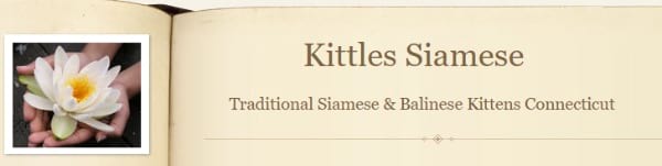 Kittles Siamese