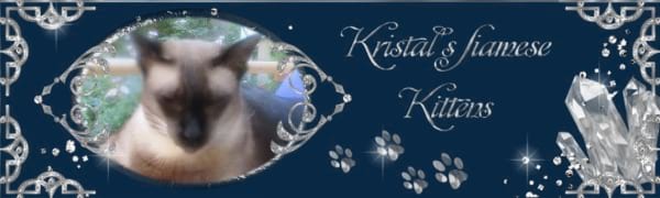 Kristal’s Siamese Kittens