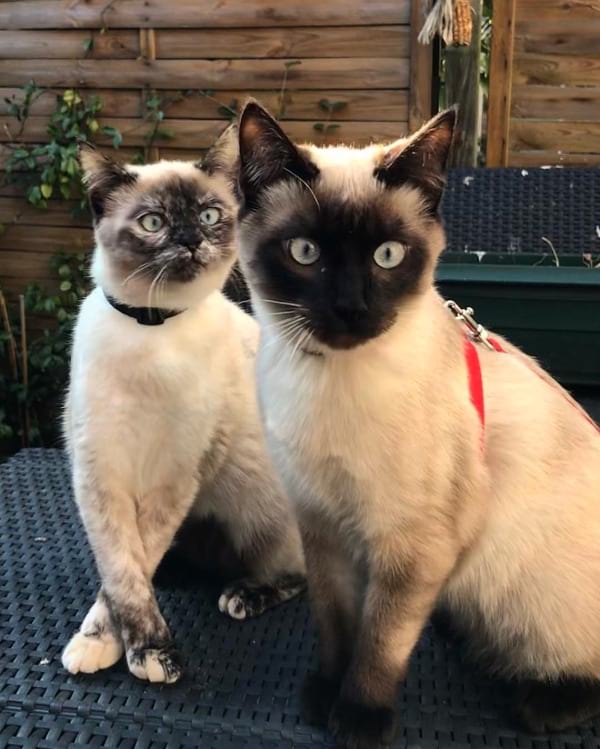 Ragdoll Siamese Mix Appearance