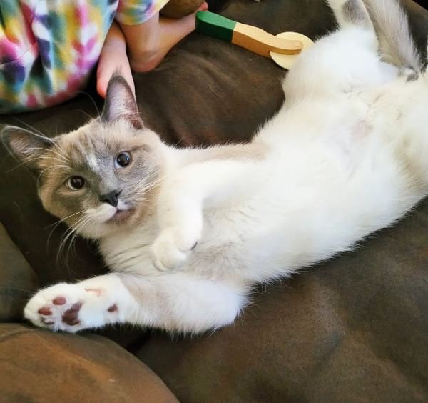 Ragdoll Siamese Mix Lifespan and Health Issues