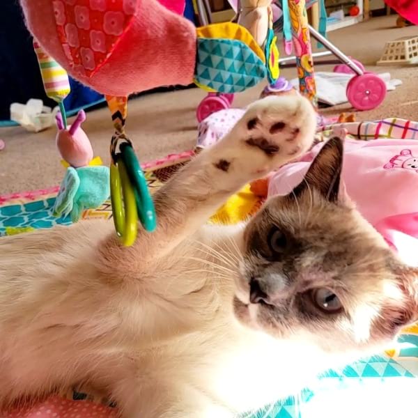 Siamese Ragdoll Cat Temperament