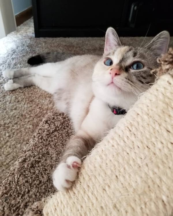 What Is Ragdoll Siamese Mix?