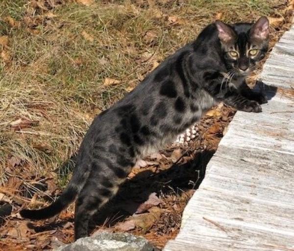 Charcoal and Melanistic Black Tabby Cats