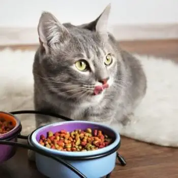 Dry and Wet Low Protein Cat Foods