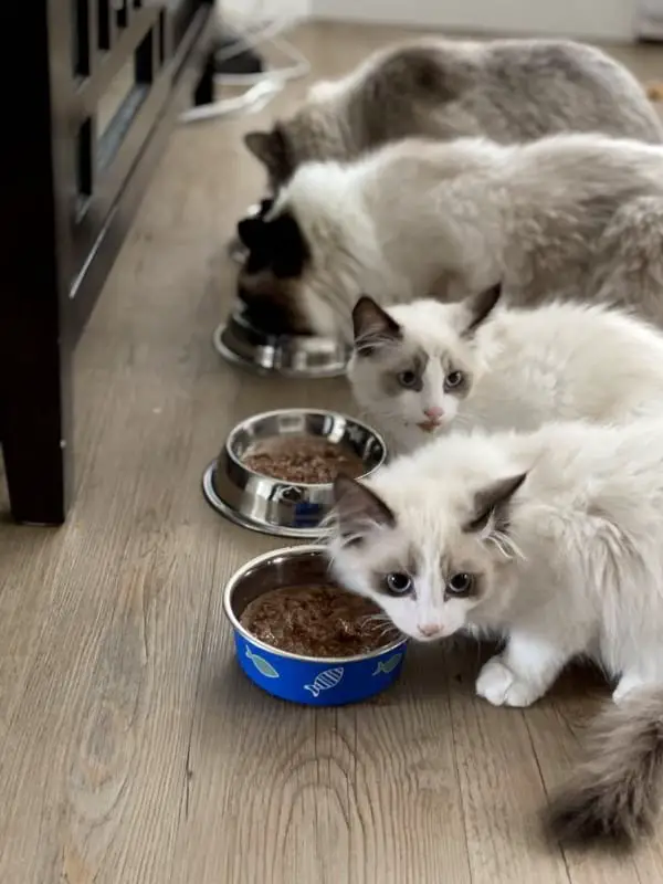 How To Choose The Best Low Protein Food For Cats