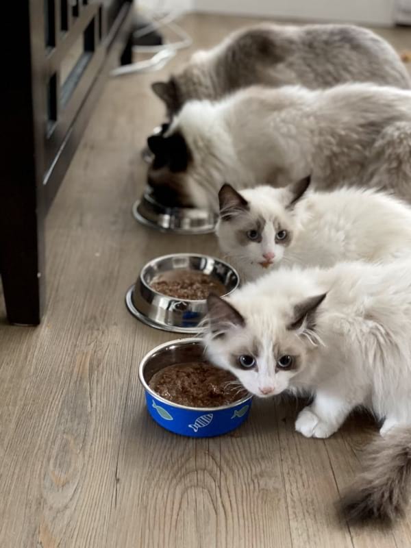 How To Choose The Best Low Protein Food For Cats