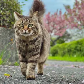 What Is Special About Brown Tabby Cats?
