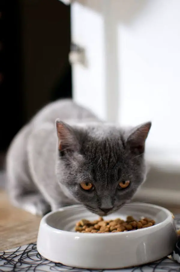 What is Low Protein Cat Food? Why to Choose Low Protein Pet Food?