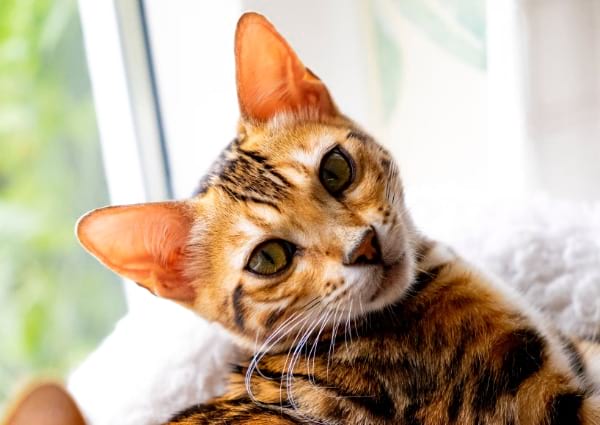 A Note on Raw Diet for Bengal Cats