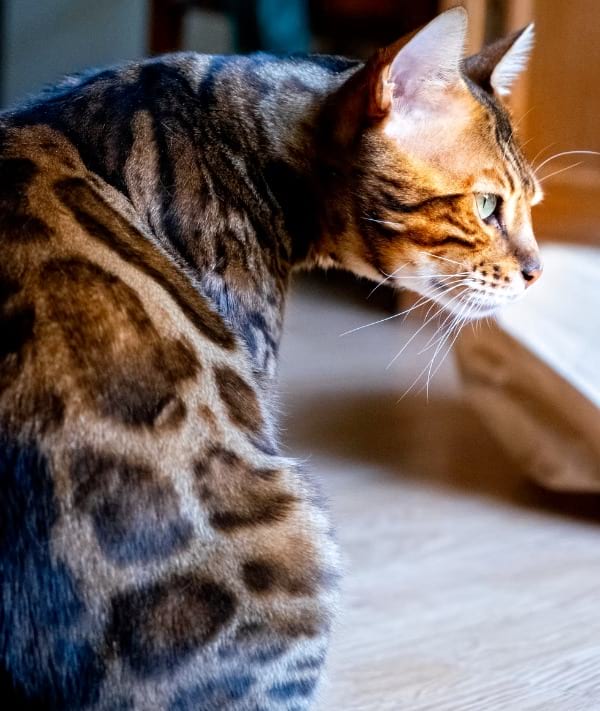 Bengal Cat Food Allergies