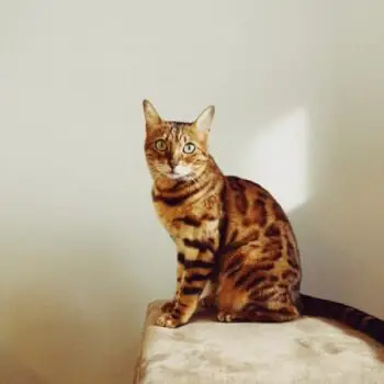 Best Dry & Wet Food for Bengal Cats