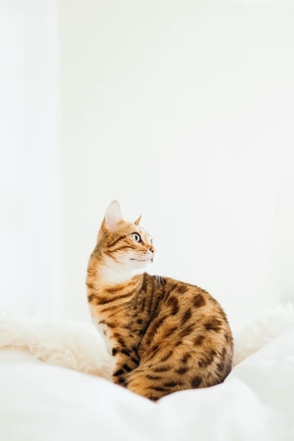 Buyer’s Guide: Choosing the Best Cat Foods for Bengals