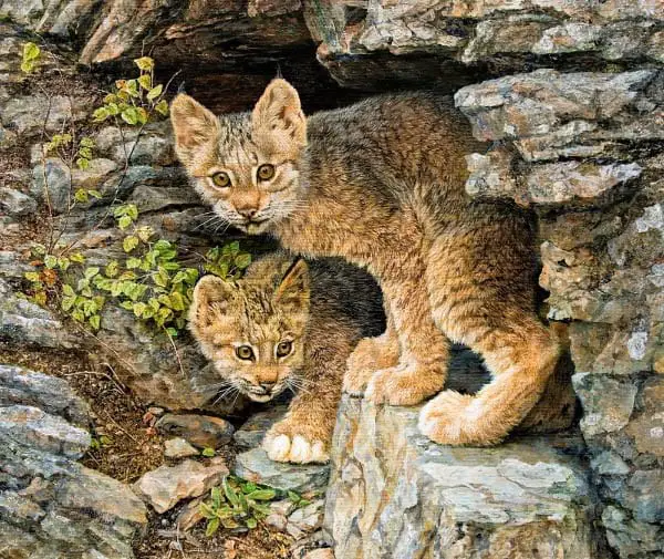 How Can You Tell The Difference Between A Regular Kitten And A Bobcat Kitten?