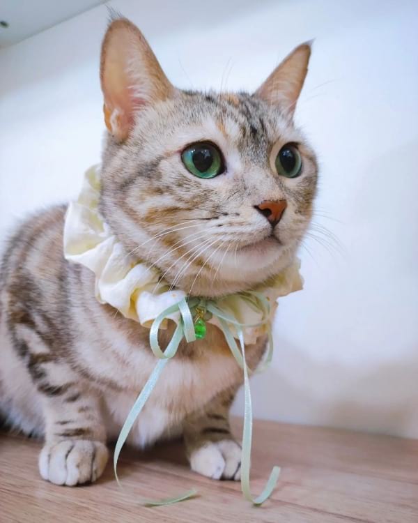 Several Breeds Give a Birth to a Silver Tabby Cat