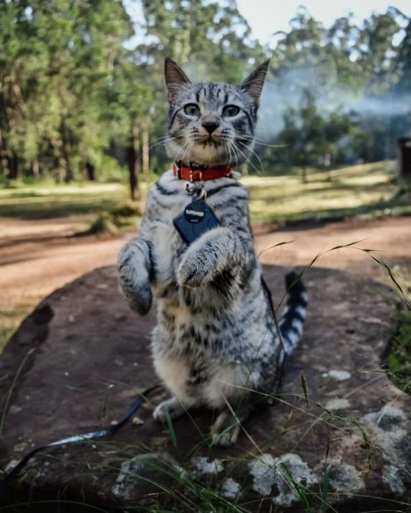 Silver Tabby Personality