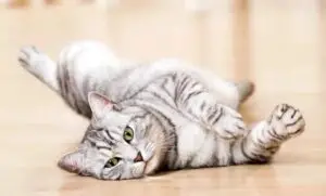 White Tabby Cat: Does It Really Exist?
